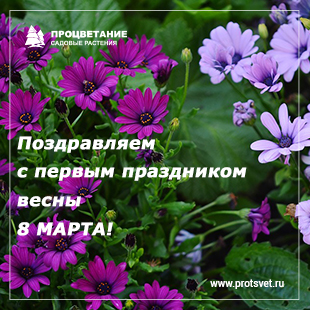 ПОЗДРАВЛЯЕМ С ПРАЗДНИКОМ 8 МАРТА! ПОЗДРАВЛЯЕМ С ПРАЗДНИКОМ 8 МАРТА!